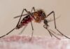 dengue
