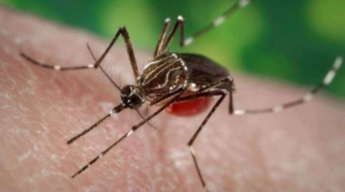 dengue en misiones