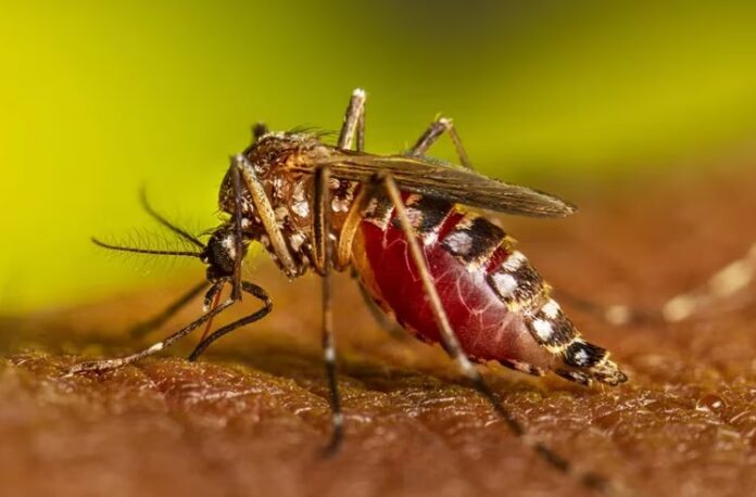 dengue en argentina