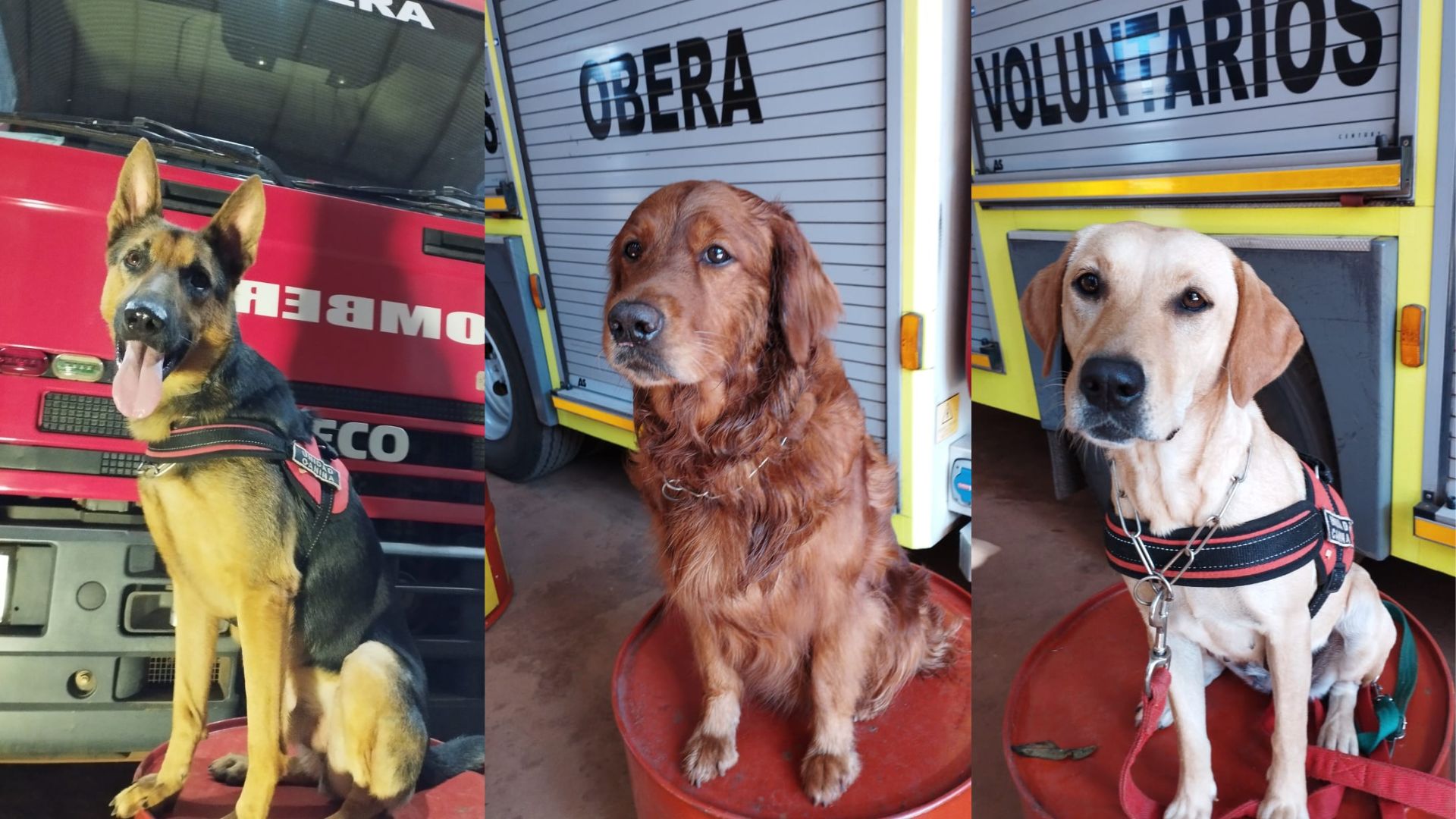brigada de canes de los bomberos voluntarios de Oberá