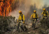 Día Internacional del Combatiente de Incendios Forestales