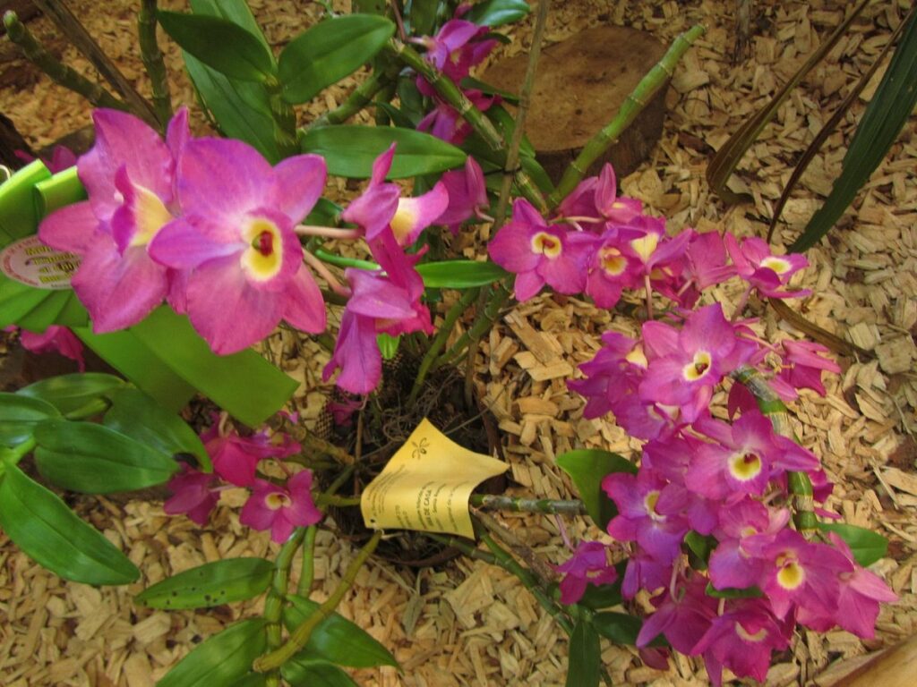 orquideario-catasetum Montecarlo - ciudad de las flores - encantos naturales de montecarlo