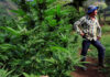 Compra, venta y uso de marihuana continuará siendo un delito en Colombia