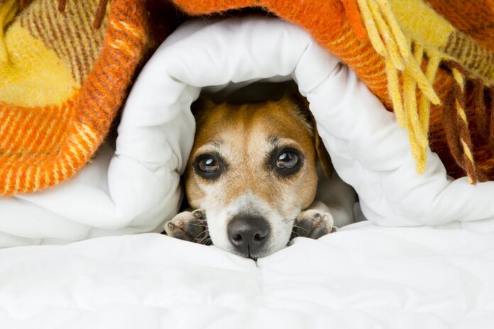 Perro frio