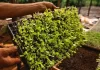 Hacia una revolución agro sustentable