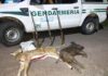 gendarmería secuestró armas y carne