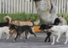 joven fue atacada por 12 perros