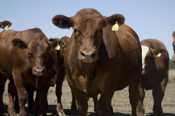 exportación de carne bovina y de genética bovina