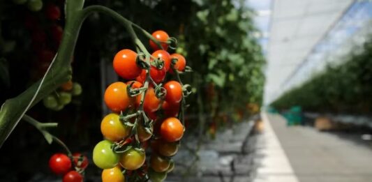 virus rugoso del tomate