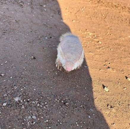 animal rosado