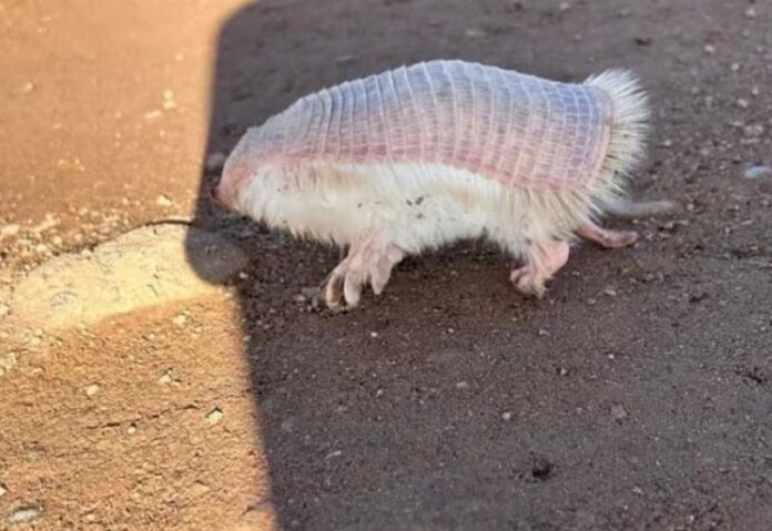 animal rosado