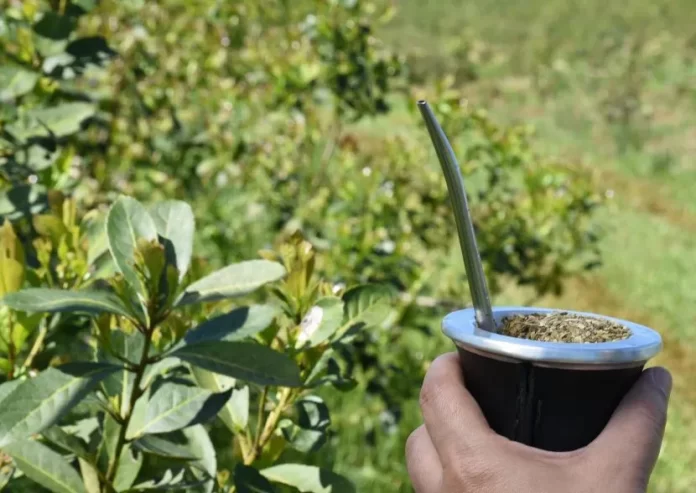 Yerba Mate