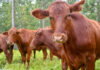 ganado bovino en Misiones