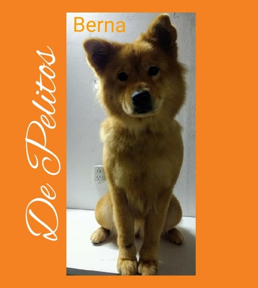 peluquería canina en Posadas
