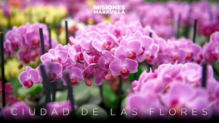 viaje a Montecarlo