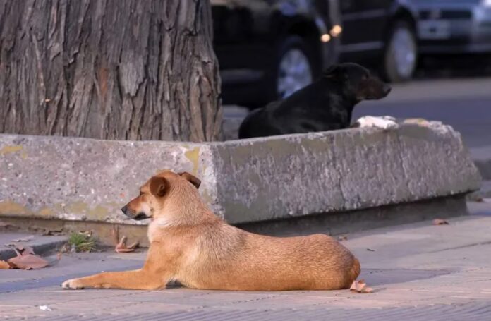 perros (2)