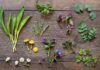 Cómo hacer un botiquín casero con plantas medicinales