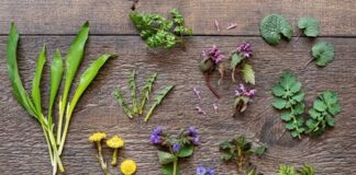 Cómo hacer un botiquín casero con plantas medicinales
