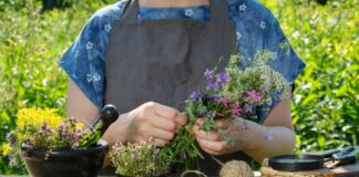 terapias con plantas