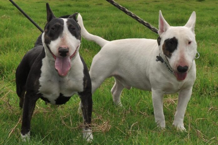 bull terrier