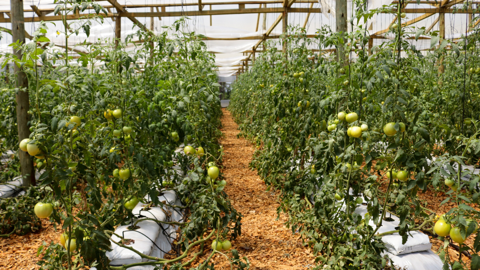 Centro de Producción y Validación de Tecnologías Hortícolas
