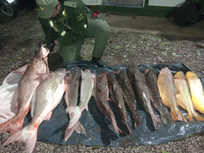decomisan pescados