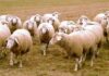 argentina exporará ovinos