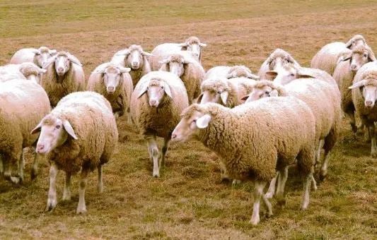 argentina exporará ovinos