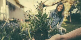 sanar emociones con plantas medicinales