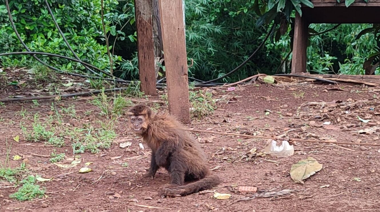 Colonia Aurora | Rescatan a mono capuchino que estaba atado y vivía en cautiverio