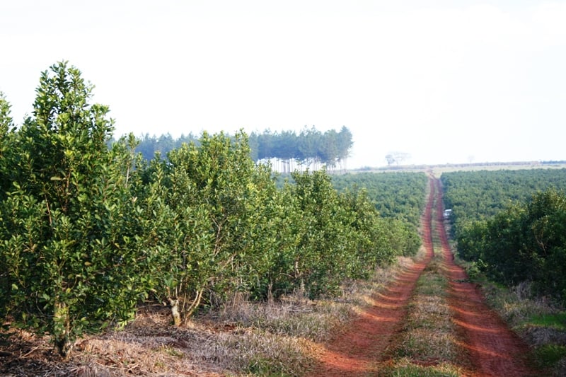 2000 el kilo de yerba: los productos argentinos que la rompen afuera, cómo  hicieron y cuánto cuestan - El Cronista