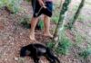 mató a un mono