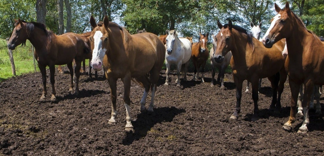Encefalomielitis equina