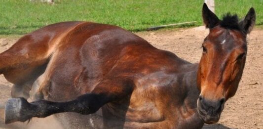 encefalitis equina