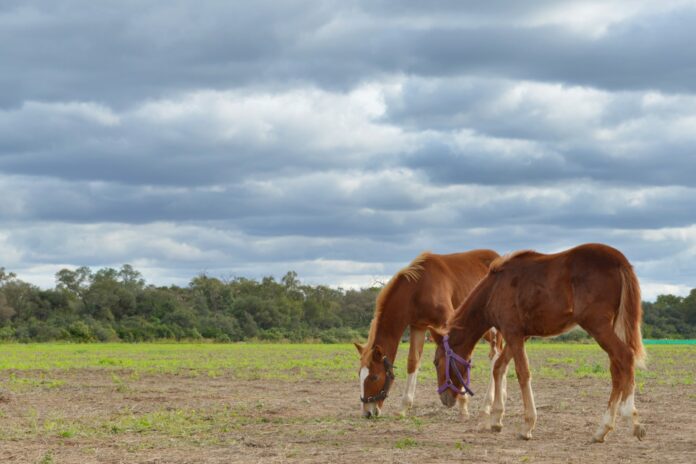 Encefalomielitis equina Encefalomielitis equinas