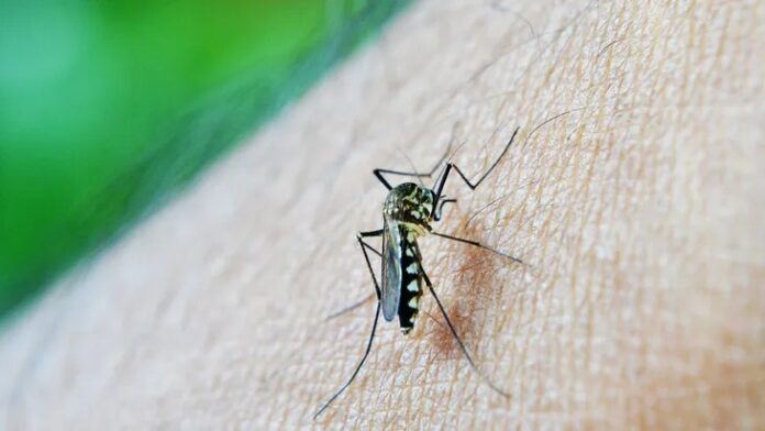 Chikungunya dengue