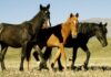 Encefalomielitis Equina en Misiones