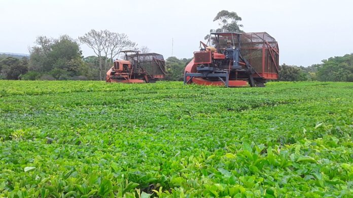 té en misiones (5)
