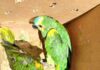loros