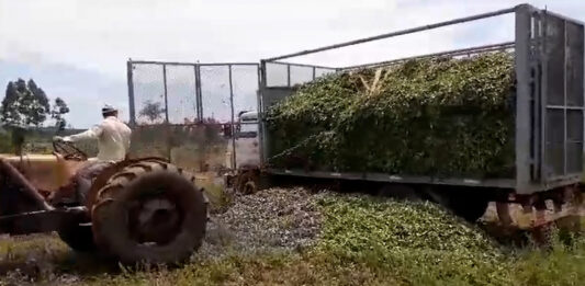 té en misiones