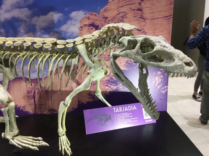 Analizan cráneos fósiles de reptiles parientes de los cocodrilos, que vivieron hace aproximadamente 237 millones de años en La Rioja