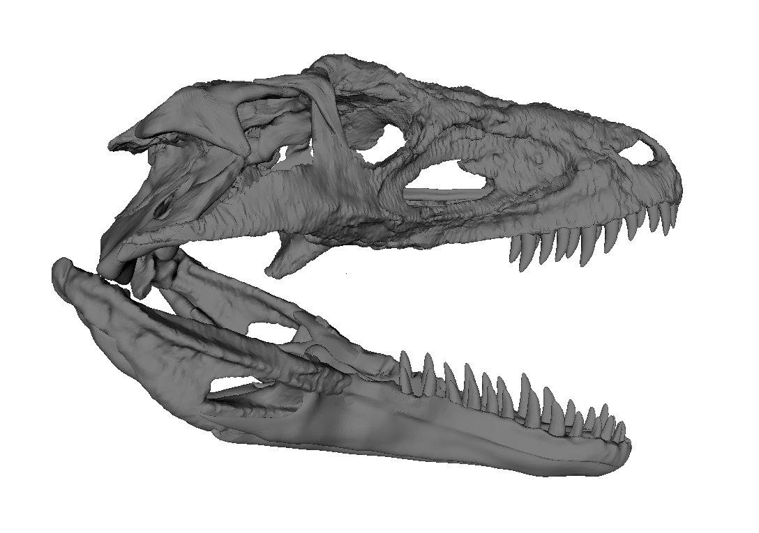 cráneos fósiles de reptiles parientes de los cocodrilos