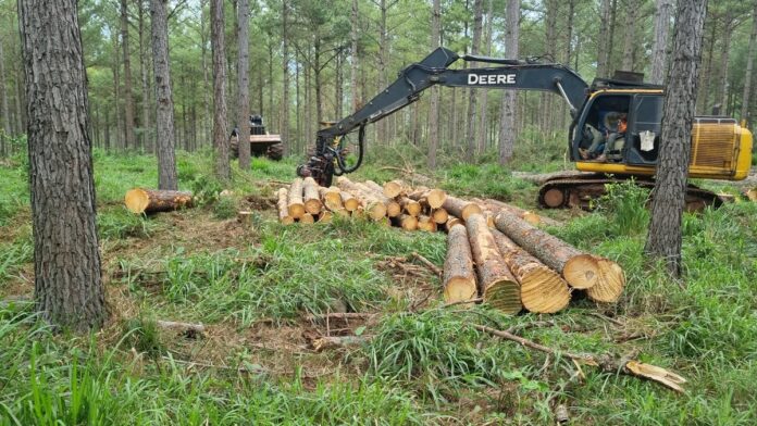 Crisis en la foresto-industria