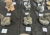 valiosas piezas arqueológicas de origen peruano