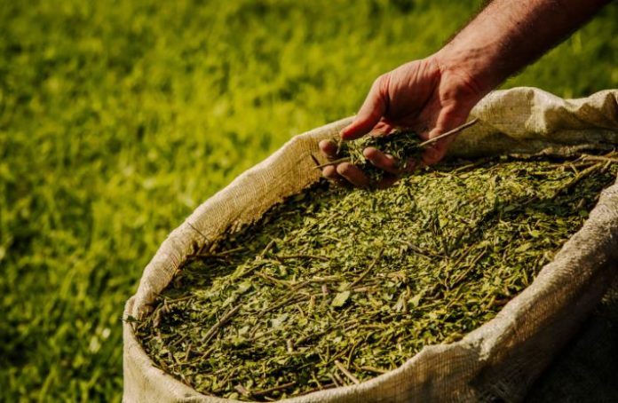yerba mate
