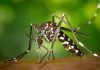 mosquitos del dengue