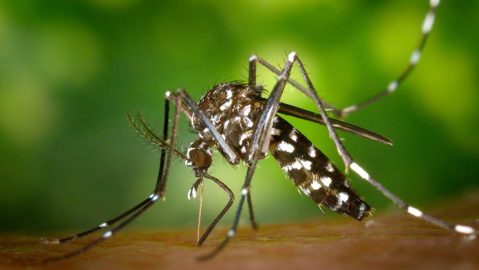 mosquitos del dengue