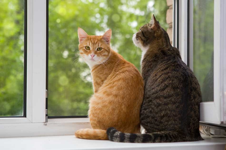 Este jueves es el Día Internacional del Gato por qué se celebra en