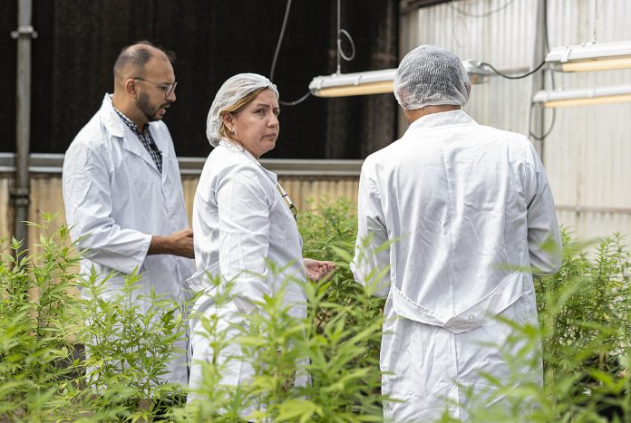 NUESTRO-AGRO-BIOFABRICA-CANNABIS-Lautaro-44