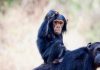 experiencia con chimpancés en África